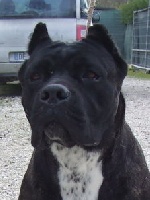 Étalon Cane Corso - Cristal della nevaia