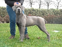 Étalon Cane Corso - Egle Degli Angeli Custodi