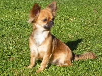 Étalon Chihuahua - Ina (Sans Affixe)