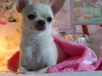Étalon Chihuahua - I am so pretty du clan des gladiateurs