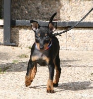 Étalon English Toy Terrier - CH. brokentower's Big spender