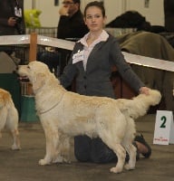 Étalon Golden Retriever - Darling Du haut marais