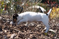 Étalon Jack Russell Terrier - Elija-extra vom Gebrannten Walde