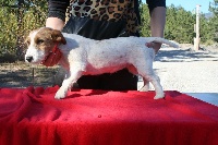Étalon Jack Russell Terrier - Idylle splendid Des Minis Du Terrail