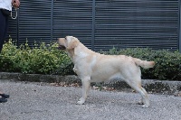 Étalon Labrador Retriever - Hors de prix du domaine d'istrias