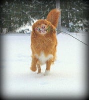 Étalon Retriever de la Nouvelle-Ecosse - CH. Gold star Sensational Scoop at Tuffntendr