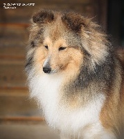 Étalon Shetland Sheepdog - Gossip girl du Cap de la Coste