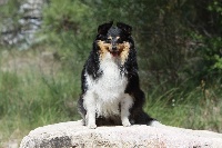 Étalon Shetland Sheepdog - Eleanore royale princess Des mille eclats des tournesol