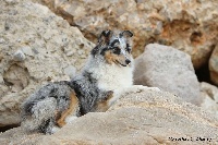 Étalon Shetland Sheepdog - Galathea blue nymphe Des mille eclats des tournesol