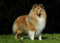 Étalon Shetland Sheepdog - Brilyn Master gem