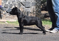 Étalon Staffordshire Bull Terrier - Redskin Spirit Iena ishtar queen