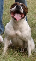 Étalon Staffordshire Bull Terrier - Estrella's pepsi of Skystaff Starbuck