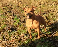 Étalon Staffordshire Bull Terrier - H'faity (Sans Affixe)