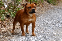 Étalon Staffordshire Bull Terrier - kanock X-peper of blackbull diamonds