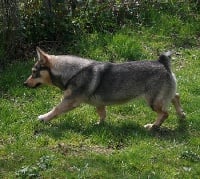 Étalon Spitz des Visigoths - CH. Final fantasy Des coeurs d'alène