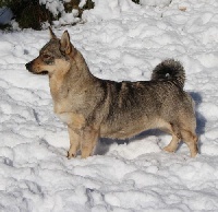 Étalon Spitz des Visigoths - Fine mouche Des coeurs d'alène