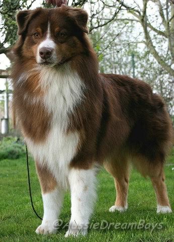 Thornapple Cowboy casanova