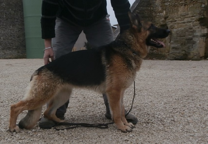 Iris du Loup au Grand Coeur