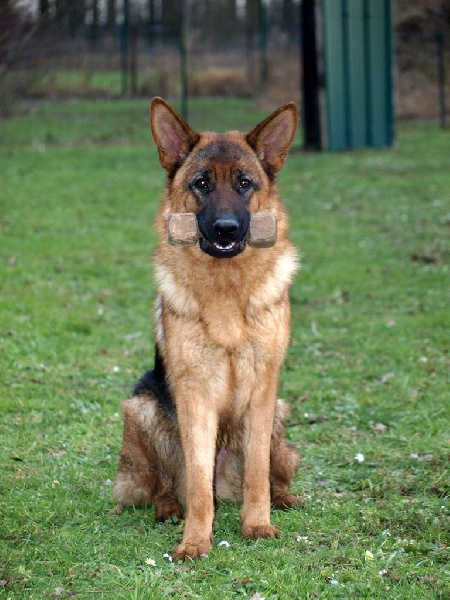 Publication : de la Plaine des Epis d'Or Auteur : MATIAS Isabelle