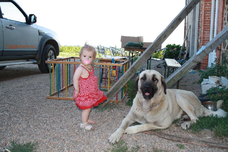 Dayan-kangal du Bonnie Blue Flag