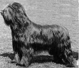 CH. mariel de marque Buffalo bill