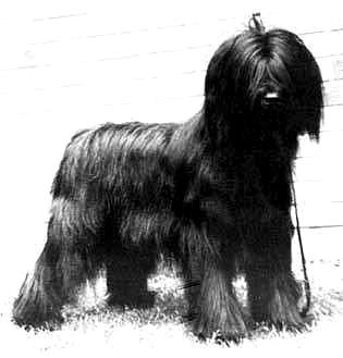 CH. mariel de marque Belle boelle