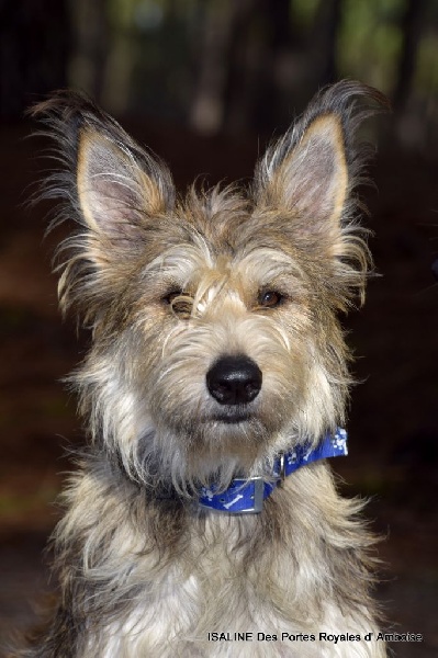 Publication : Des Portes Royales D'amboise Auteur : Fabien BADAGER