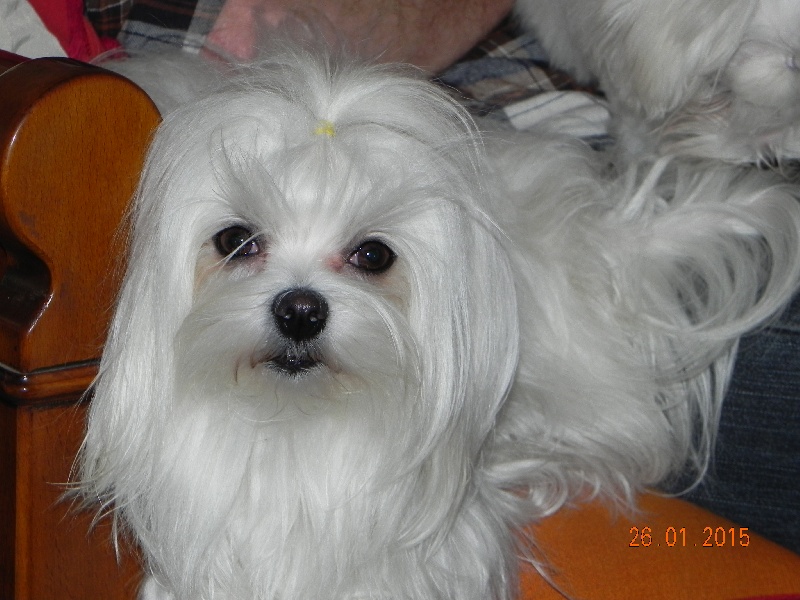 Publication : De La Colombe Saint Pierre