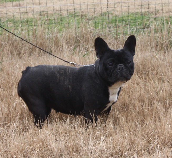 H'naya Le parfum des lavandes