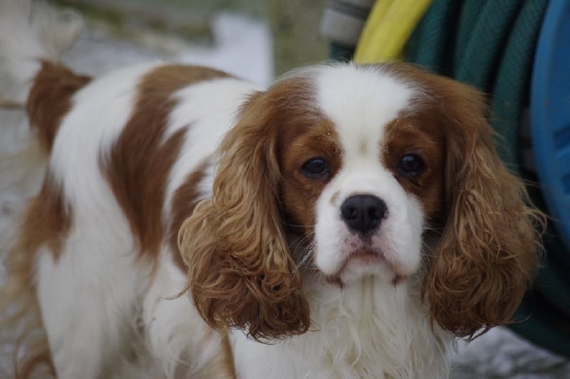Flashdance Du manoir de la licorne