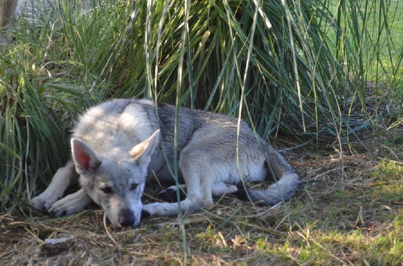 Publication : De L'Aube Des Loups Auteur : L'Aube des loups
