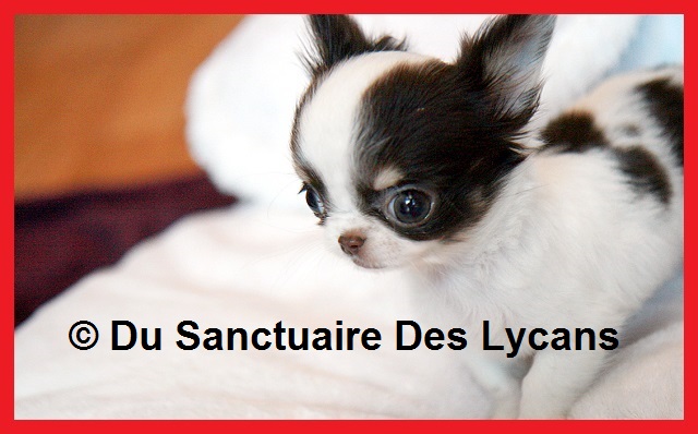 Publication : Du Sanctuaire Des Lycans Auteur : © Du Sanctuaire Des Lycans