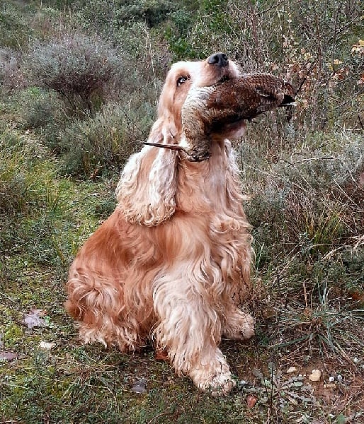 TR. Dolce macho du Vallon de L'Oriol