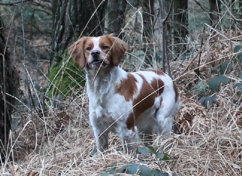 Publication : Des Vallons Serilhacois Auteur : larivee jacques