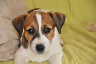 Héhé des Apollons de Garras