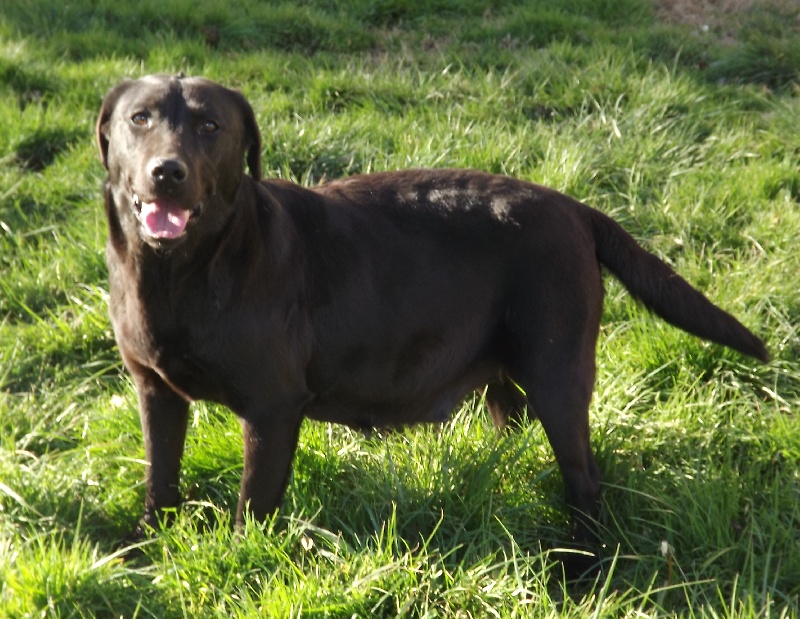 Gertrude Du pays fort