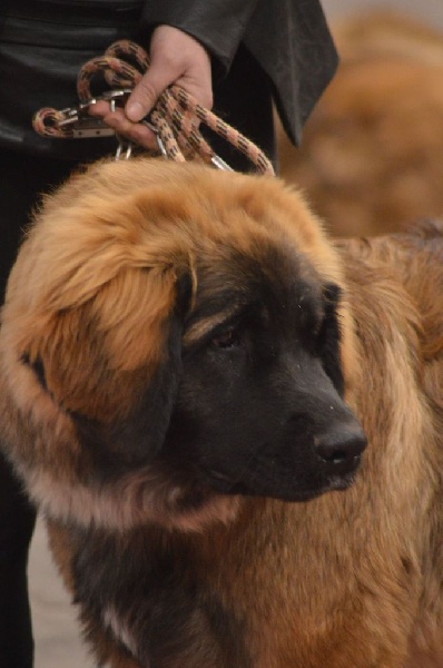 Publication : Du lac aux buses