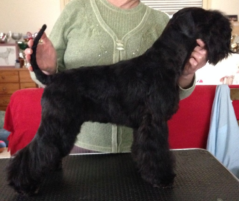 Publication : Des matins de cristal Auteur : Elevage 