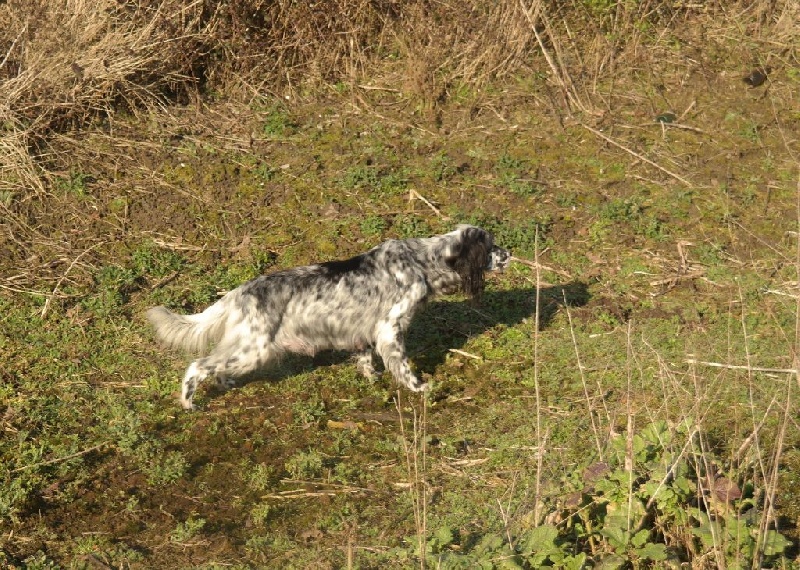 Publication : Des pres flamands Auteur : V Lefebvre