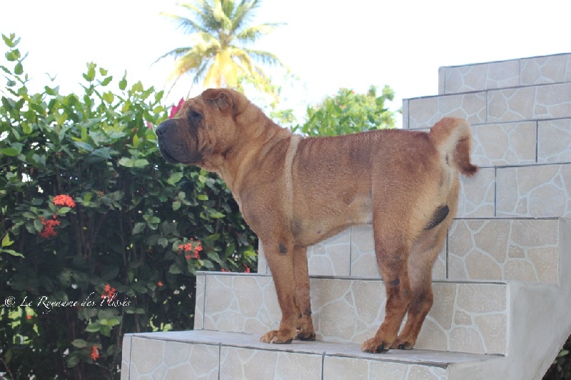 Publication : Du Royaume Des Plissés Auteur : Le Royaume des Plissés