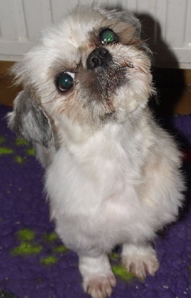 Diamant du Chevalier de la Toison D'Or