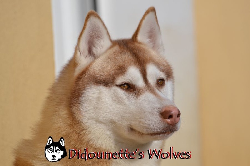 Publication : Didounette's Wolves 