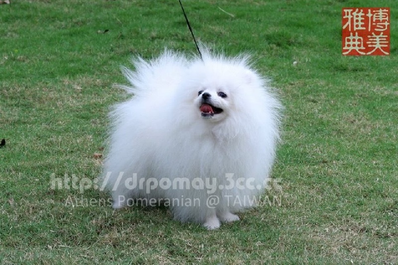 Snow dynasty white lion of athens kennel