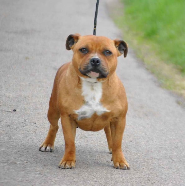 Publication : des Princes de la foret noire