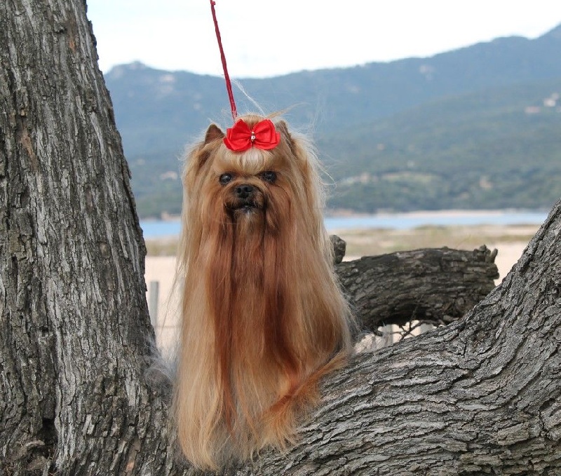 Publication : of Dream Corsica Auteur : LR