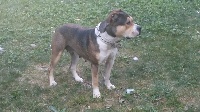 Étalon American Staffordshire Terrier - Glen l'ecrain des étoiles d'or