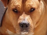 Étalon American Staffordshire Terrier - Give me peace shadow Des Anges De Kent