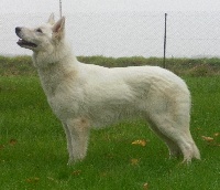 Étalon Berger Blanc Suisse - CH. Horsha of trebons berger blanc