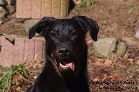 Étalon Berger de Beauce - Grand Lutin Kaella