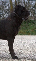 Étalon Cane Corso - Nadal della collina del corso